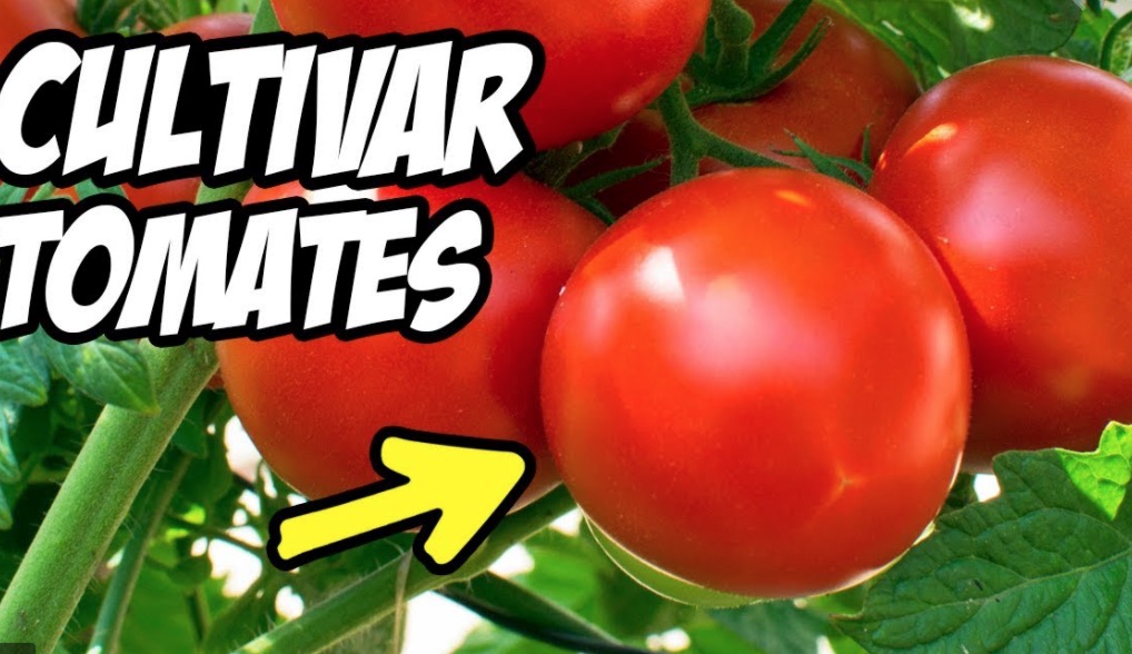 Como Cultivar Tomates En Casa